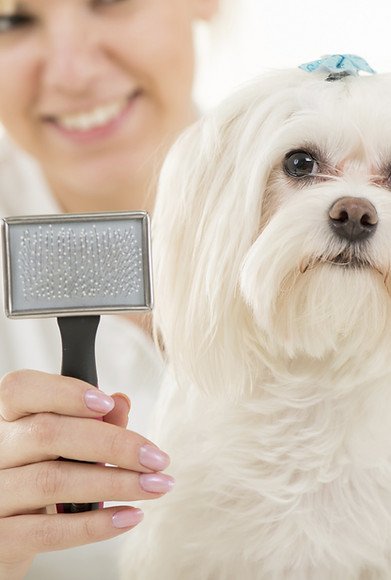 Dog Grooming
